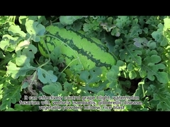 Biological Vegetable Insecticide Bacillus Thuringiensis For Soil