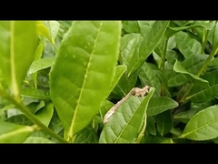 آفت های ژئومترید چای، آفت کش موثر کشاورزی EoNPV.Bt