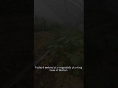 لارواهای کرم ارتش قند مختلف گیاهان از جمله گیاهان گوجه فرنگی را می خورند