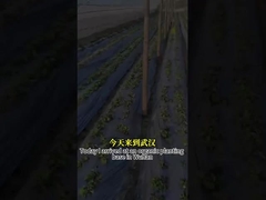 فعالیت ضد قارچی طیف گسترده ای عامل میکروبی CY30 رشد محصولات را ترویج می کند