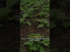 ویروس حشره کش بیولوژیکی بسیار کارآمد SeNPV و Bacillus Thuringiensis