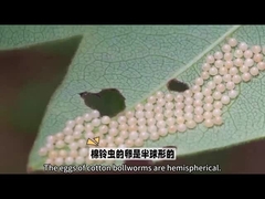 آفت کش بیولوژیکی بسیار معروف زیست آفت کش HaNPV.Bt برای کرم های گلوله ای برای استفاده کشاورزی