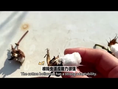 موثرترین انتخاب آفت کش بیولوژیکی HaNPV Bt برای محصولات پنبه