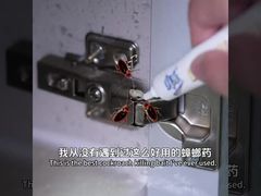 حشره کش بیولوژیکی سوسک بالغ لارو تخم مرغ کشتن طعمه ژل حذف سوسک