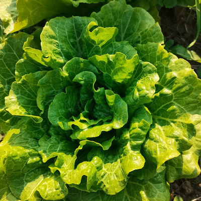 Brassicaceous vegetable beet armyworm killing bio pesticide SeNPV high efficiency 