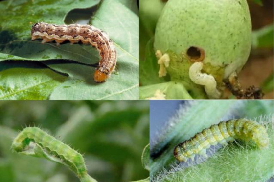 Safe HaNPV Bt Organic Pesticide Kill Cotton Bollworm Natural Farming Increase Yield