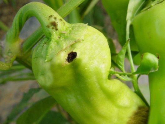 Chinese Biological Virus Pesticide HaNPV Bt SC Control Helicoverpa Armigera Spraying