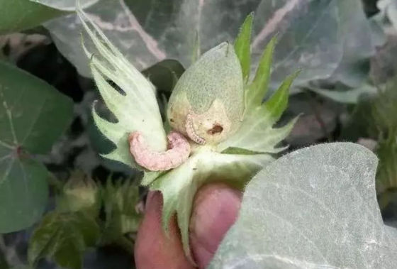 ECO Friendly Bio Pesticide Xinjiang Cotton Pests Killing Elimination Increase Yield
