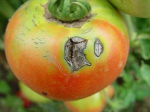 Improve Yield Quality Fungicide Prevent Chlorosis Stiff Seedlings 300 Times Irrigation Rootor Leaf Spray Cy30