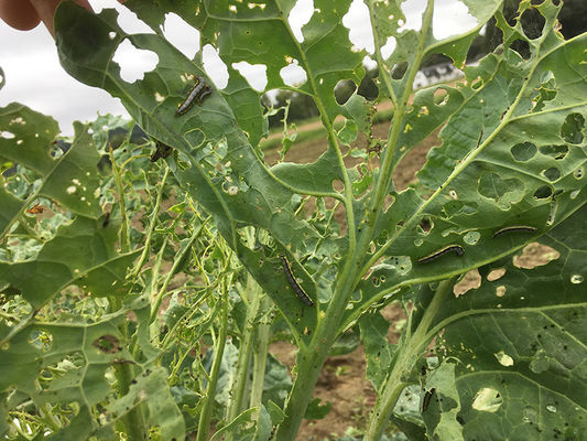 Organic Bacillus Thuringiensis Insecticide for Lepidoptera Pests