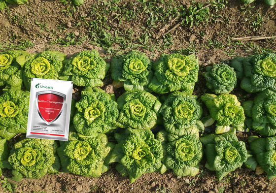 Pure Biological Powder 16000 IU/mg BT Factory Direct Sell Control Vegetables Rice Corn Pests