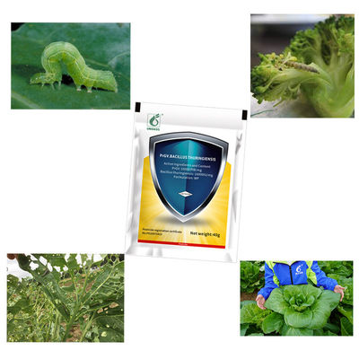 Organic Certified No Chemical Residue PrGV & Bt Biopesticide with 16000iu/mg Bt for Plutella Xylostella