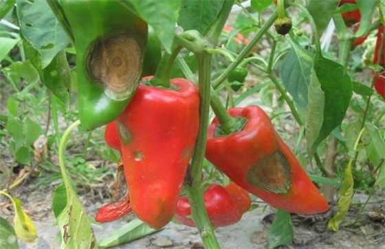 CY30 Fertilizer Promote N P K Absorption Mix with Pesticides Fungicides Increase Tomato Yield