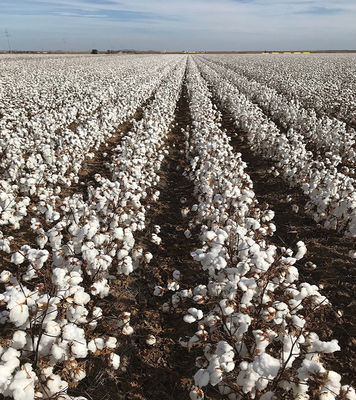 Good Quality Cotton Plant Protection Insect Viral Pesticide HaNPV Bt SC Cotton Bollworm Killer 