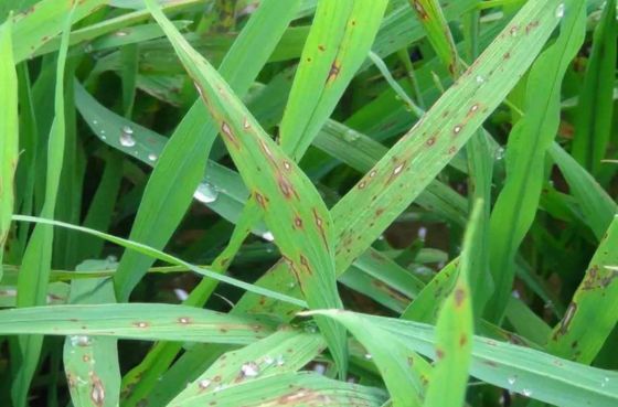 Antibiotic bacterial pesticide 6% Kasugamycin for rice citrus fruits vegetables agriculture use