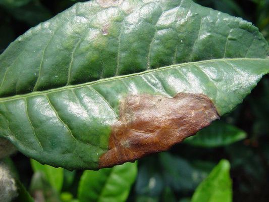 Leaf Spray Low Cost Bacillus Velezensis Viable Bacteria Disease Prevention Microbial Agent